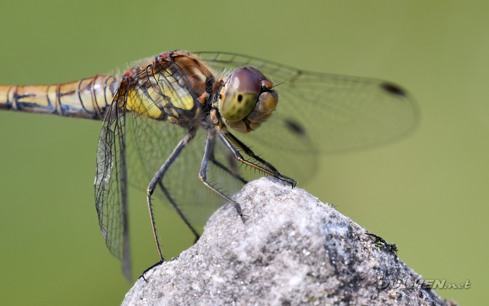 1 Common darter (female, Sympetrum striolatum)